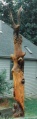 Eagle on Tree